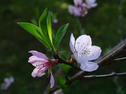 花,树,开花树,粉红花,花桃子,春季,开花植物,植物 花,树,开花树,粉红花,花桃子,春季,开花植物,植物