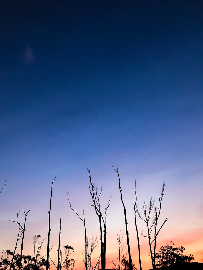 南非，prospecton，love，follow，trees，trending，trend，Color