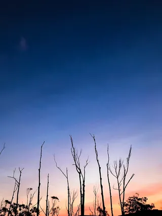 南非，prospecton，love，follow，trees，trending，trend，Color