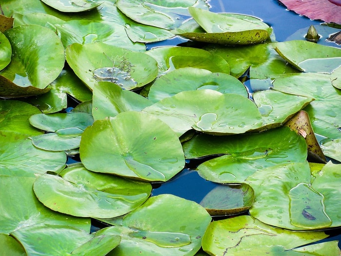 睡莲垫，水生植物，池塘，自然，绿色，水生，湖泊，植物群