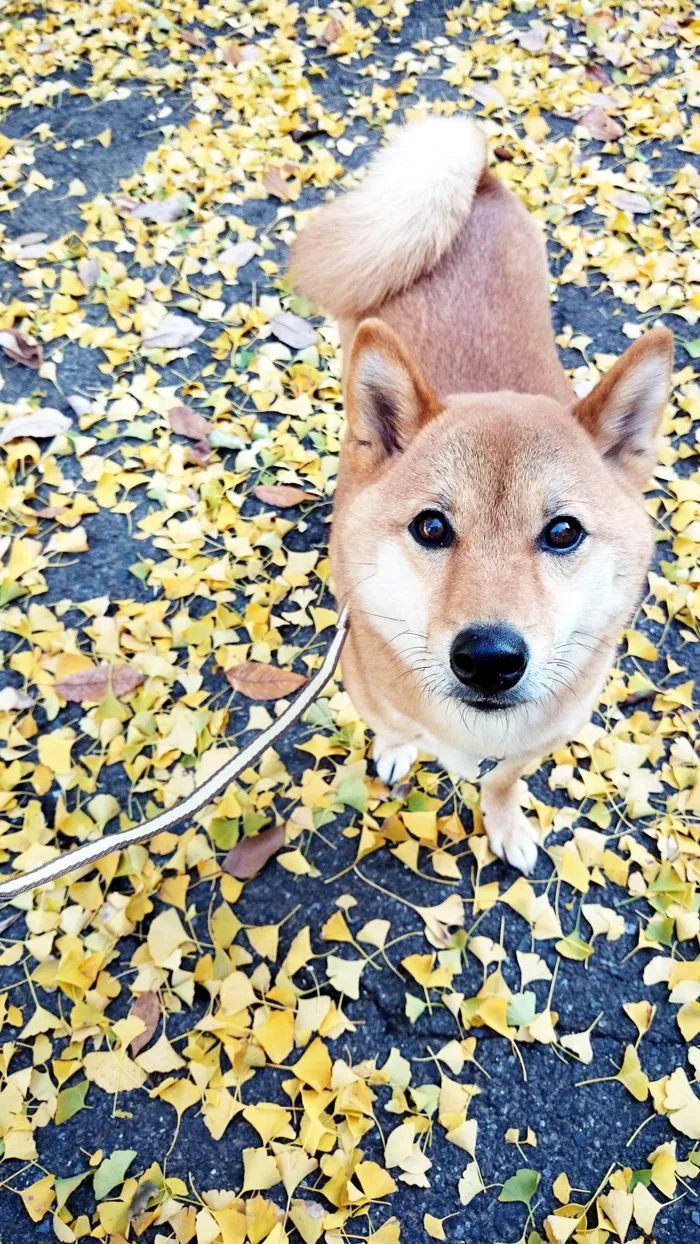 柴犬, 银杏, 秋季, 狗, 宠物, 落叶, 步行, 公园