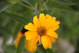 花，夏天，太阳，植物，黄色，开花，开花植物，花瓣