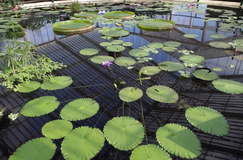 盆,睡莲,圆,叶,大圆叶,紫花,水生植物,睡莲类 盆,睡莲,圆,叶,大圆叶,紫花,水生植物,睡莲类