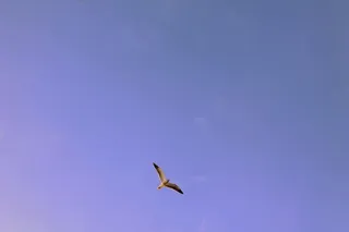 白色，鸟，飞行，空中，低空，角度，摄影，鹳