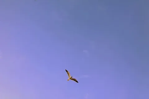 白色,鸟,飞行,空中,低空,角度,摄影,鹳 白色,鸟,飞行,空中,低空,角度,摄影,鹳