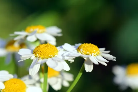 洋甘菊,洋甘菊花,洋甘菊,洋甘菊花,洋甘菊花,草药,药用植物,自然疗法,草药 洋甘菊,洋甘菊花,洋甘菊,洋甘菊花,洋甘菊花,草药,药用植物,自然疗法,草药