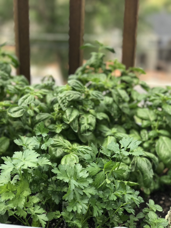 采购产品药草，植物，花园，罗勒，欧芹，绿色，食品，食品和饮料