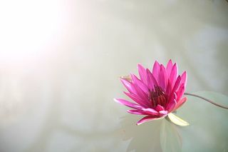 粉色，莲花，清澈，平静，水，亲近，摄影，莲花