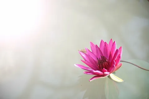 粉色,莲花,清澈,平静,水,亲近,摄影,莲花 粉色,莲花,清澈,平静,水,亲近,摄影,莲花