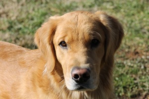 狗，金毛，猎犬，宠物，狗，一种动物，哺乳动物，动物