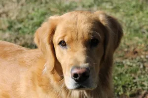 狗，金毛，猎犬，宠物，狗，一种动物，哺乳动物，动物