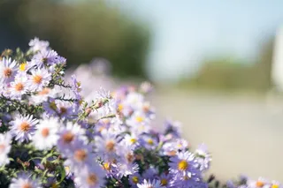 紫色花瓣花朵的特写照片
