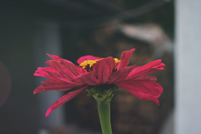 粉色百日草花特写