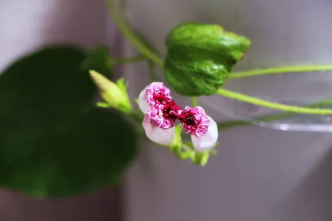 爬行植物,植物,自然,花园,新鲜,特写,自然之美,开花植物 爬行植物,植物,自然,花园,新鲜,特写,自然之美,开花植物