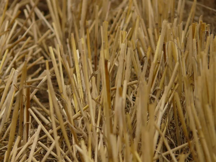 麦穗、麦茬、收获、谷物、秸秆、果冻、自然、背景