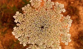yarrow，milfoil，紫草，花，植物，健康，自然，草药