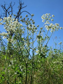 Apiaceae，Heracleum，猪草，奶牛防风草，Apiaceae Heracleum，植物，植物学，开花