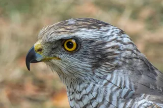 猎鹰，猛禽，猛禽，鸟类，雄伟，动物主题，一种动物，野生动物