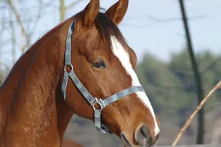 波兰，克拉考，动物，四足动物，马具，马，马，马夫