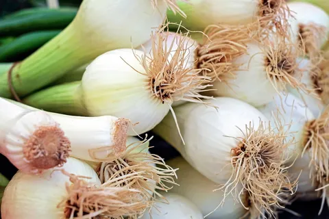 大葱、大葱、洋葱、大葱、早洋葱、韭菜温室、厨房蔬菜、食品 大葱、大葱、洋葱、大葱、早洋葱、韭菜温室、厨房蔬菜、食品