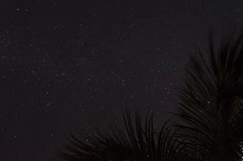星空下棕榈叶的剪影