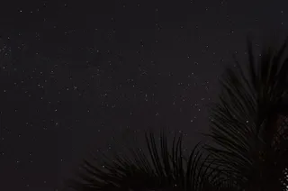 星空下棕榈叶的剪影