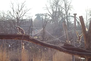 袋鼠，哺乳动物，动物，袋鼠，野生动物，动物园，猴子，狐猴
