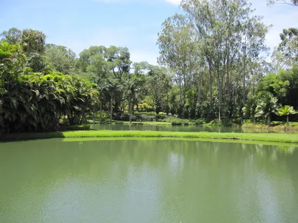 树, 湖, Brumadinho, 毫克, 植物, 水, 反射, 自然之美 树, 湖, Brumadinho, 毫克, 植物, 水, 反射, 自然之美