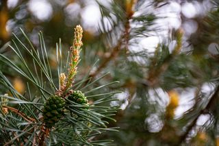 松树的特写照片