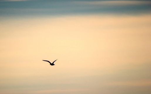 剪影，鸟，飞翔，天空，飞翔，动物群，黑色，孤独