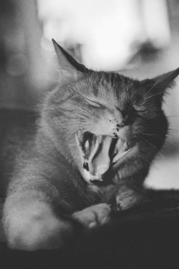 猫的灰度照片