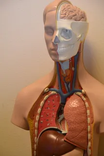 人体,呼吸,系统人体模型,医学,解剖学,科学,解剖学,身体 人体,呼吸,系统人体模型,医学,解剖学,科学,解剖学,身体