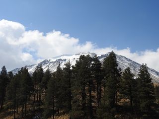 森林，俯瞰，雪山，树木，松树，自然，雾