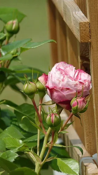 玫瑰，攀缘植物，春天，植物，花朵，开花植物，自然之美，粉色