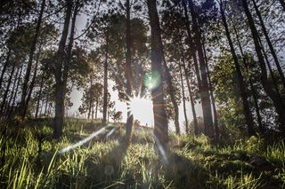 光、耀斑、阳光、植被、植物、树木、户外、林地