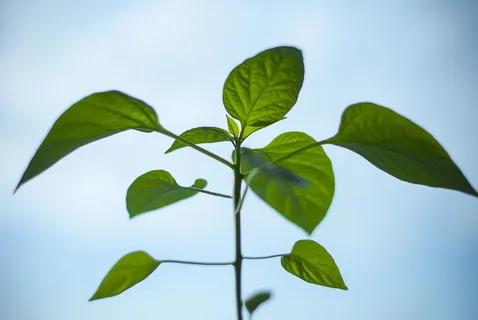 自然,植物,绿色,环境,生长,辣椒,植物部分,叶 自然,植物,绿色,环境,生长,辣椒,植物部分,叶