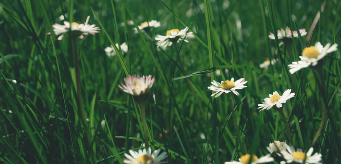 洋甘菊，洋甘菊花，花，花，草，绿草，黄色，白色
