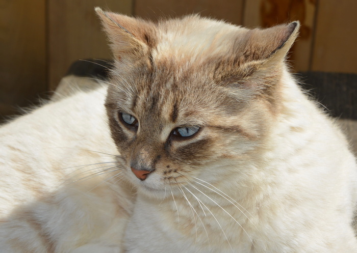 猫，猫咪，猫娜拉，蓝眼睛，猫眼，家畜，猫，看