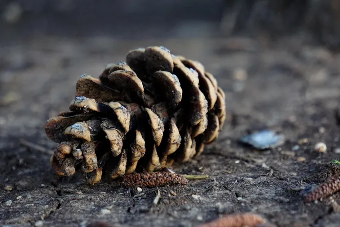 松果，松树，树，地面，自然，泥土，森林，肮脏