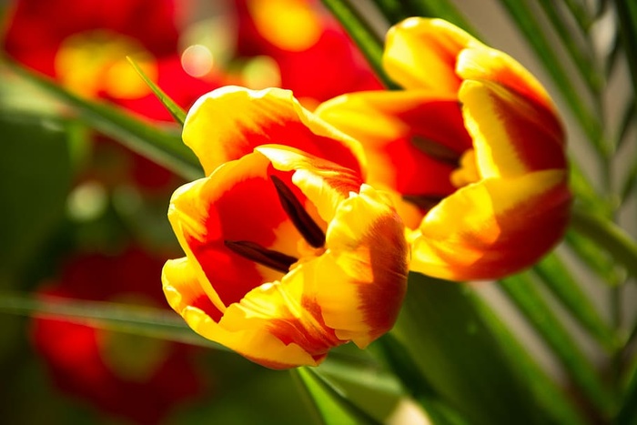 bloom，bloom，特写，flora，flowers，macro，nature，郁金香