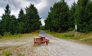 十字路口、会议、轨道、树、植物、自然、生长、座位