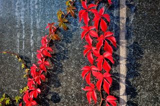 酒伴，秋天，明亮，浮现，墙壁，纠缠，红色，高角度观看