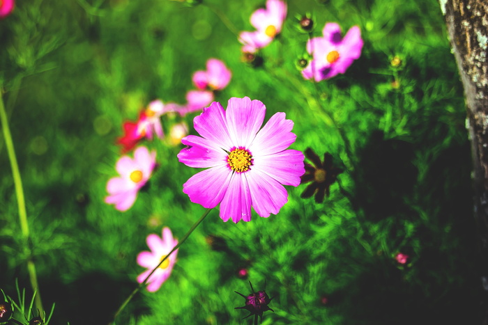 花，花，花园，园艺，自然，墙纸，菲奥里，自然