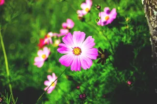 花，花，花园，园艺，自然，墙纸，菲奥里，自然