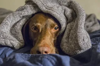 毯子，狗，毛巾，宠物，狗，哺乳动物，动物，床