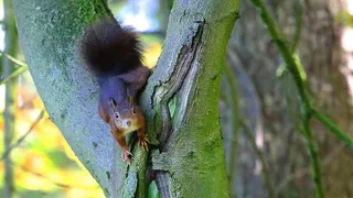 绿色树干上的棕色松鼠