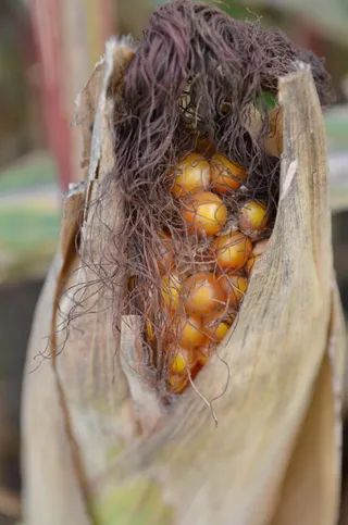 玉米，玉米粒，收获，夏天，田地，特写，聚焦前景，白天
