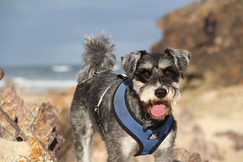 动物，狗，自然，可爱，哺乳动物，狗，家养，一只动物