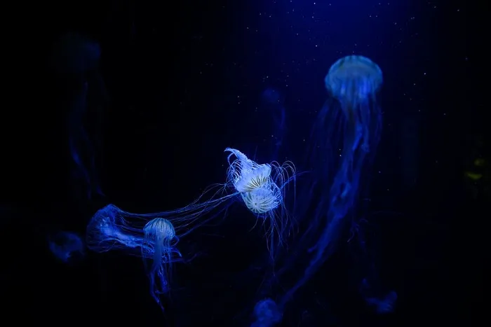 水母，水生，动物，海洋，水下，深色，蓝色，水