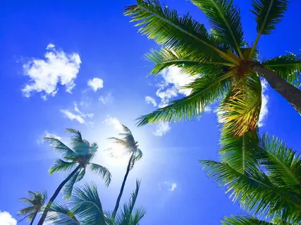 低角度摄影,椰子树,拍摄,晴朗,天空,白天,夏威夷 低角度摄影,椰子树,拍摄,晴朗,天空,白天,夏威夷